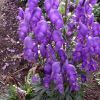 Aconitum Fischeri